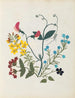 Album de fleurs en papier découpé pl. 09 - Ellen W. — widok dzieła