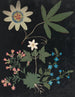 Album de fleurs en papier découpé pl. 10 - Ellen W. — widok dzieła