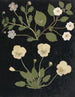 Album de fleurs en papier découpé pl. 11 - Ellen W. — widok dzieła