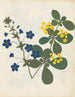 Album de fleurs en papier découpé pl. 12 - Ellen W. — widok dzieła