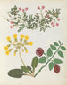 Album de fleurs en papier découpé pl. 13 - Ellen W. — widok dzieła