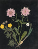 Album de fleurs en papier découpé pl. 14 - Ellen W. — widok dzieła
