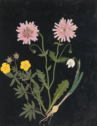 Ellen W - Album of cutpaper flowers Pl14.webp