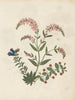 Album de fleurs en papier découpé pl. 16 - Ellen W. — widok dzieła