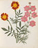 Album de fleurs en papier découpé pl. 17 - Ellen W. — widok dzieła
