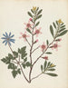 Album de fleurs en papier découpé Pl20 - Ellen W. — widok dzieła