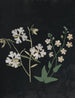 Album de fleurs en papier découpé Pl21 - Ellen W. — widok dzieła