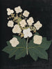 Album de fleurs en papier découpé Pl22 - Ellen W. — widok dzieła