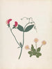 Album de fleurs en papier découpé Pl23 - Ellen W. — widok dzieła