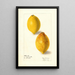 Citrus limon - Elsie E. Lower — oprawiony obraz na ścianie