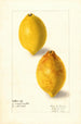 Citrus limon - Elsie E. Lower — widok dzieła