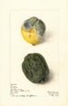 Citrus limon Lisbonne - Elsie E. Lower — widok dzieła