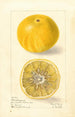 Citrus paradisi Florida Improved - Elsie E. Lower — widok dzieła