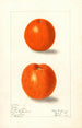 Citrus sinensis Canton - Elsie E. Lower — widok dzieła