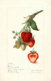 Fragaria Yant - Elsie E. Lower — widok dzieła