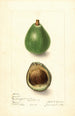 nasion persea avocado - Elsie E. Lower — widok dzieła