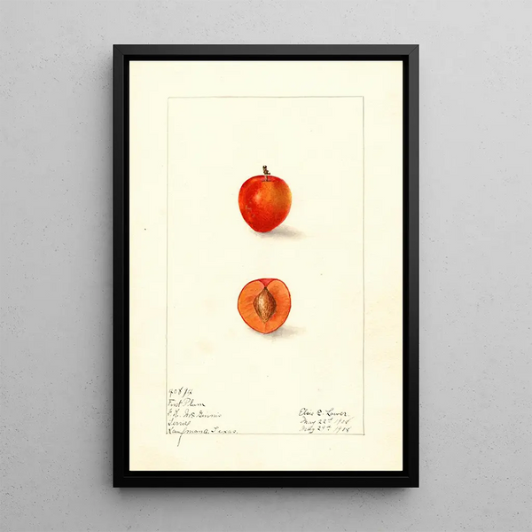 Elsie E Lower - Prunus domestica First.webp