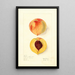 Prunus persica Ruddings Late - Elsie E. Lower — oprawiony obraz na ścianie