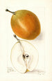 Pyrus communis Magnolia - Elsie E. Lower — widok dzieła
