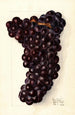 Vitis Gros - Elsie E. Lower — widok dzieła