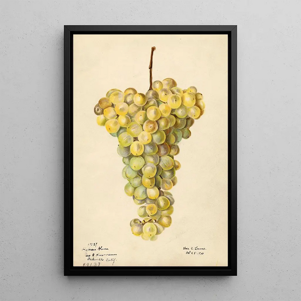 Elsie E Lower - Vitis Hybron Blanc.webp