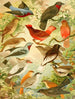 Anamb - Emil August Göldi — widok dzieła