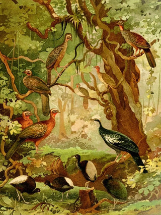 Emil August Gldi - Cujubi Jacs Aracus Jacamns.webp