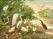 Garas - Emil August Göldi — widok dzieła