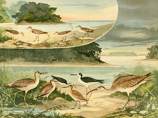 Emil August Gldi - Massaricos e Massarices.webp
