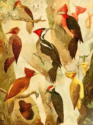 Emil August Gldi - Picapus Jpec.webp