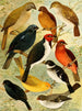 Trincaferro Azulo Cardinal Gallo do mato Serraserra Colleiro Cicarra - Emil August Göldi — widok dzieła