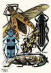 Insekty Pl14 - Émile-Allain Séguy — widok dzieła