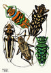 Insekty Pl15 - Émile-Allain Séguy — widok dzieła