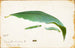 Chenille de Feuille de Hêtre Non Tachée, Étude pour le Livre Concealing Coloration in the Animal Kingdom - Emma Beach Thayer — widok dzieła