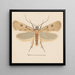 Entomologia akwarela Pl133 - George Hudson — oprawiony obraz na ścianie