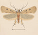 Entomologia akwarela Pl133 - George Hudson — widok dzieła