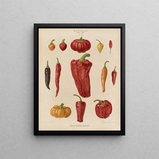 Ernst Benary - Capsicums or Chili Peppers.webp