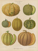 Melony - Ernst Benary — widok dzieła