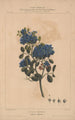 Flore d'Amérique Pl05 - Étienne Denisse — widok dzieła