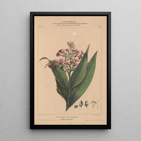 Etienne Denisse - Flore dAmerique Pl07.webp