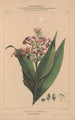 Flore d'Amérique Pl07 - Étienne Denisse — widok dzieła