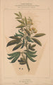 Flore d'Amérique Pl09 - Étienne Denisse — widok dzieła