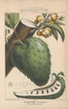 Flore d'Amérique Pl17 - Étienne Denisse — widok dzieła