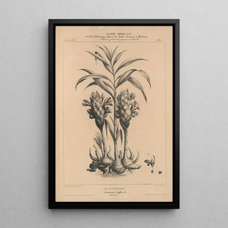 Etienne Denisse - Flore dAmerique Pl26.webp