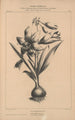 Flore d'Amérique Pl28 - Étienne Denisse — widok dzieła