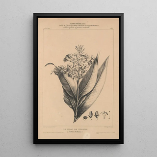 Etienne Denisse - Flore dAmerique Pl31.webp