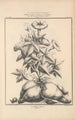 Flore d'Amérique Pl44 - Étienne Denisse — widok dzieła