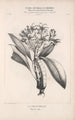 Flore d'Amérique Pl45 - Étienne Denisse — widok dzieła