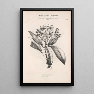 Etienne Denisse - Flore dAmerique Pl45.webp