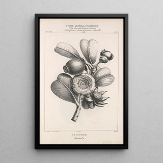 Etienne Denisse - Flore dAmerique Pl46.webp